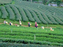 Thailand2009-OddsAndEnds-004